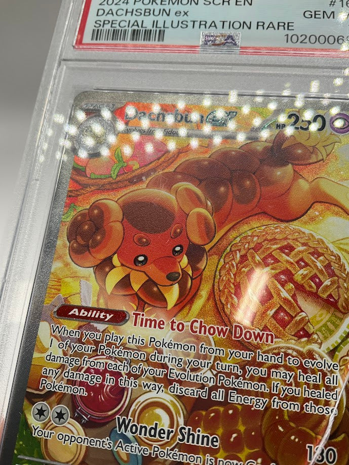 Dachsbun ex Pokemon Stellar Crown Special Illustration Rare #169 PSA 10